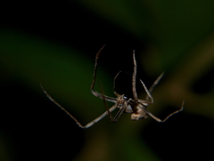 Cyphalonotus benoiti