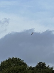 Elanoides forficatus