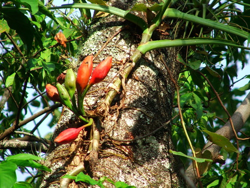 Syngonium angustatum