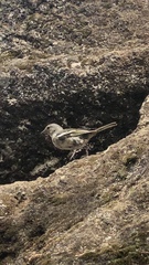Fringilla coelebs maderensis