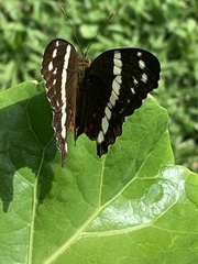 Anartia fatima