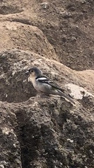 Fringilla coelebs maderensis