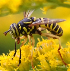Spilomyia longicornis