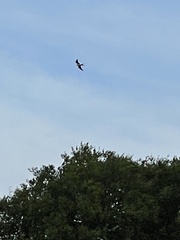 Elanoides forficatus