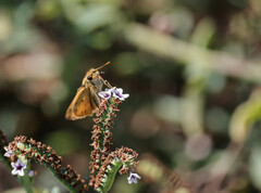 Hylephila phyleus