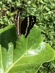 Anartia fatima