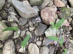 Persicaria sagittata