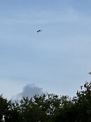 Elanoides forficatus