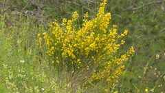 Genista cinerea