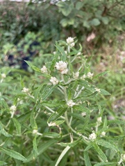 Pseudognaphalium obtusifolium