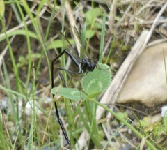 Pelecinus polyturator