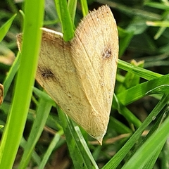 Rivula sericealis