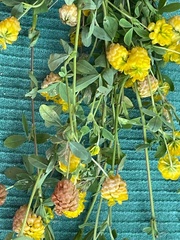 Trifolium aureum