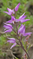 Cephalanthera rubra