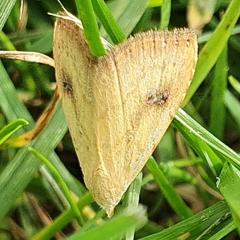 Rivula sericealis