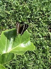 Anartia fatima