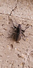 Naupactus leucoloma