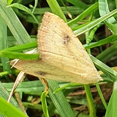 Rivula sericealis