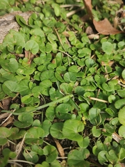 Dichondra