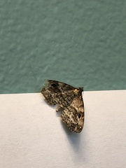 Melanomma auricinctaria