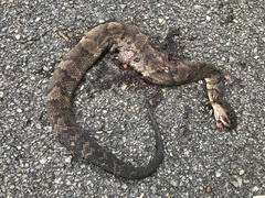 Agkistrodon piscivorus