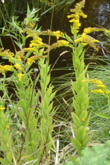 Solidago