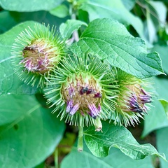 Arctium minus