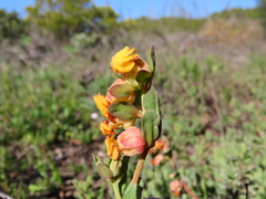 Hermannia ternifolia