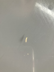 Insecta