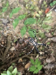 Argiope aurantia