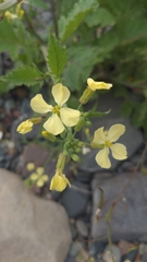 Raphanus raphanistrum