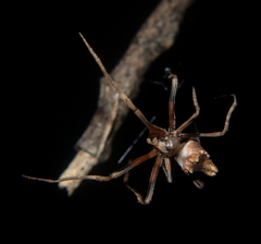 Cyphalonotus benoiti