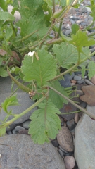 Raphanus raphanistrum