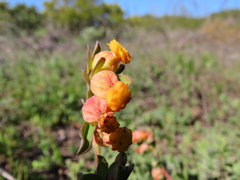 Hermannia ternifolia