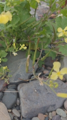 Raphanus raphanistrum