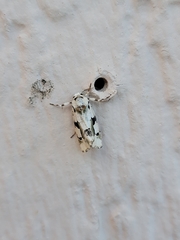 Emarginea percara