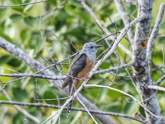 Cacomantis merulinus