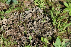 Peltigera rufescens