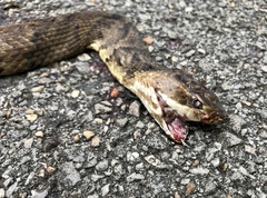Agkistrodon piscivorus