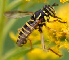 Spilomyia longicornis