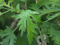 Urtica cannabina