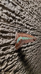 Graphium sarpedon nipponum