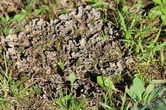 Peltigera rufescens