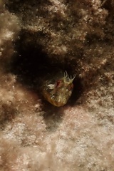 Parablennius incognitus