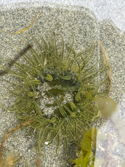 Anthopleura artemisia