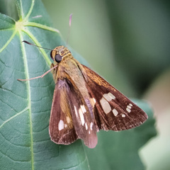 Polytremis lubricans