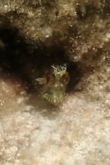 Parablennius incognitus