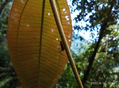 Membracidae