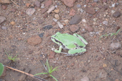 Hyla wrightorum