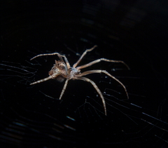 Cyphalonotus benoiti